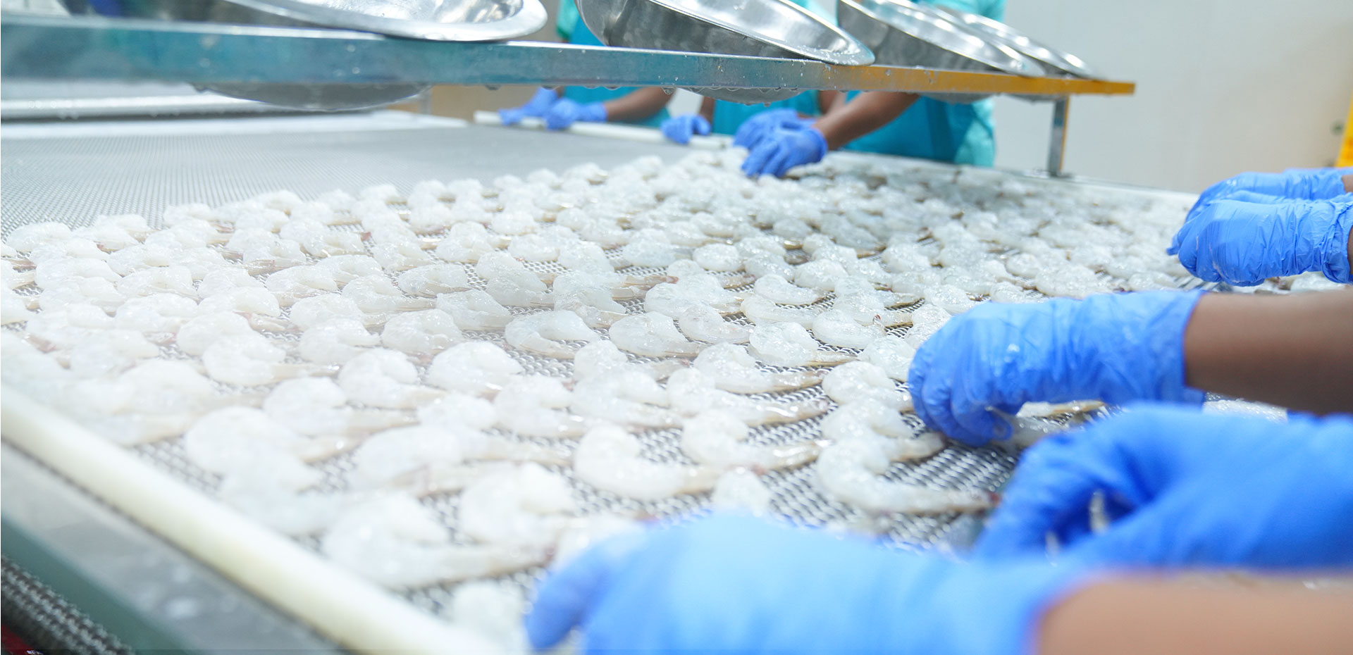 The company's sophisticated plant at Pamarru, Andhra Pradesh, India.